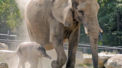 A male elephant, born last Friday, will be on display at the Pittsburgh Zoo & PPG Aquarium Saturday for the Children's Hospital Baby Day.