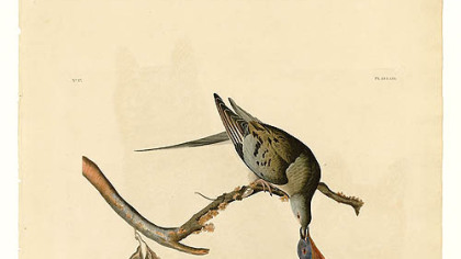 Passenger pigeon by Audubon.