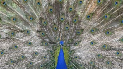 A peacock struts his stuff at Living Treasures Animal Park