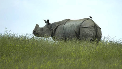 A Rhinoceros stands at the top of the hill.
