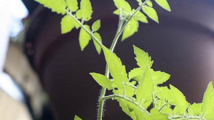 A tomato's growth habit determines if the plant grows tall or bushy.