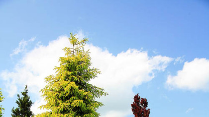Golden new growth on 'Skylands' Oriental spruce (Picea orientalis).