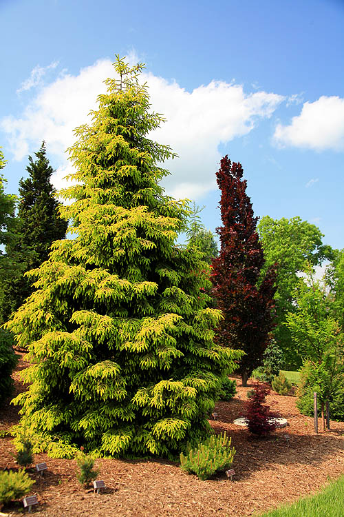 oriental spruce