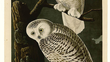 Snowy owl by Audubon.