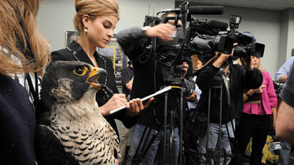 Tasha 2 watches alongside reporters and camera crews the banding of her two peregrine falcon chicks yesterday at the Gulf Tower.