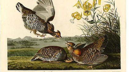 Pinnated grouse by John James Audubon.