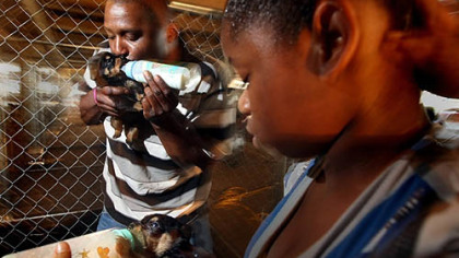 DALLAS -- These evacuees are staying in a shelter at the Dallas Convention Center and can walk over to the animal facility to bottle feed their puppies. Leroy Williams, left, of Baytown, and his niece Shemoriah Boykin, 12, of Beaumont, feed Williams' seven Rottweiler puppies at the temporary animal shelter for hurricane evacuees in a parking garage.