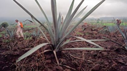 A worker sprays a pesticide in a field of young blue agaves outside the town of Tequila, Mexico.