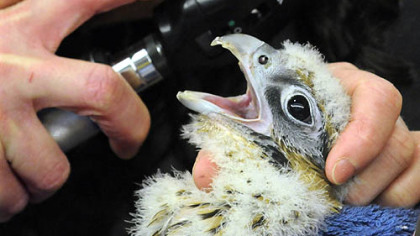 Dr. Pilar Fish, of the National Aviary,  checks the eyes of a 29-day-old female chick. She declared the birds to be in great health.