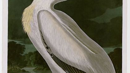 American white pelican by Audubon.