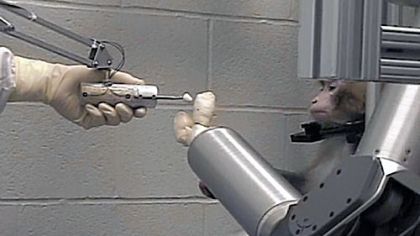 A rhesus monkey controls a robotic arm with its mind to feed itself. The research was done by researchers at the University of Pittsburgh School of Medicine.
