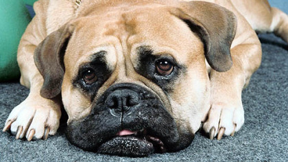 Your pet can be exposed to contaminants from carpeting, furniture and even dish water.