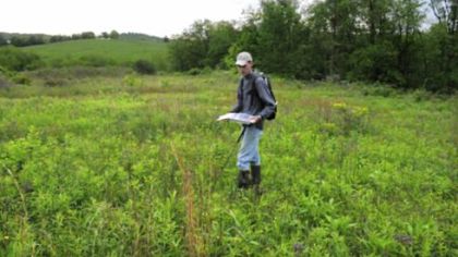 Ryan Miller looks through an area of goldenrod near Heights Drive in Cranberry for evidence of the eastern massasauga rattlesnake. He is one of six people in Pennsylvania who is certified to hunt for the endangered snake.