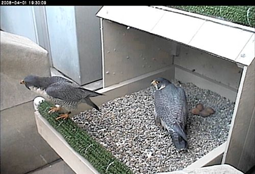 peregrine falcon male