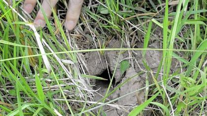 Ryan Miller uncovers a mud chimney crayfish burrow near Heights Drive in Cranberry.