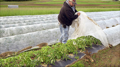 Mike Janoski of Janoski's Farm and Greenhouse in Findlay, lifts the covering that protects the farm's tomato plants from the unseasonable cold, wind and rain.