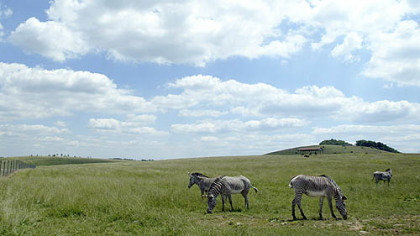 The Wilds animal preserve occupies 10,000 acres in eastern Ohio.
