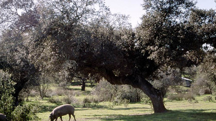 Iberico pigs enjoy a free-range diet of acorns under holm oak trees near the town of Badajoz in the Spainish region called Extremadura.