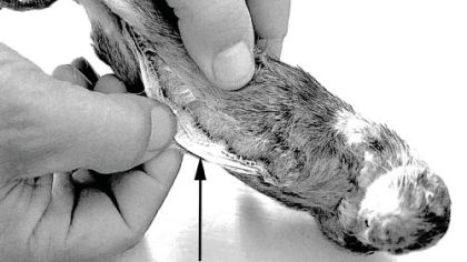 CIA agents in the 1970s sometimes used a gutted and freeze-dried rat to conceal devices for covert communications.