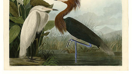 Purple heron by Audubon.