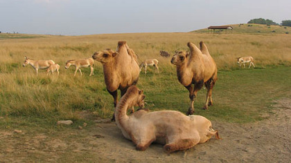 Camels and friends relax near the road.