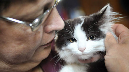 City Councilwoman Darlene Harris holds Gabanna, a 2-month-old domestic shorthair kitten, at Council Chamber yesterday.