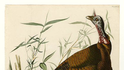 Wild turkey by Audubon.
