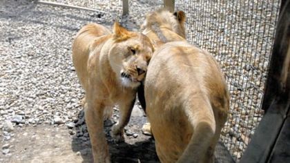 June, a female barbary lion, rubs against her mate, Cash, in their enclosure at Living Treasures Animal Park in Lawrence County.
