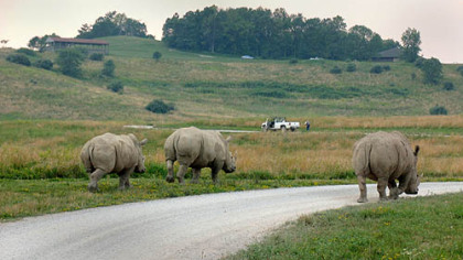 Rhinos wander down the road.