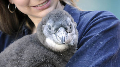 Erin Estell, a bird trainer at the National Aviary on the North Side, cradles Sidney, an 8-week-old African penguin hatched at the Erie Zoo. The bird, which is named after Sidney Crosby, the Penguins hockey star, will make its first public appearance at the aviary on Saturday.