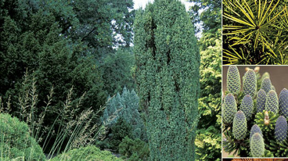 "Conifers for Gardens" by Richard L. Bitner.