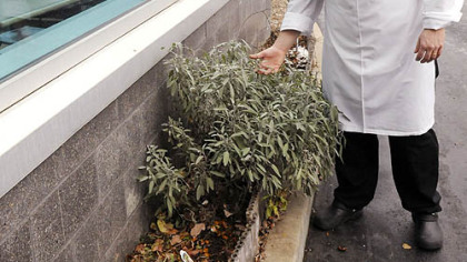 Chef Corey Hayes checks the sage in his small herb garden outside the Steelers training facility on the South Side.