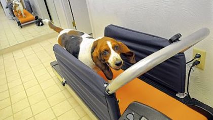 Clementine, a 6-year old bassett hound, watches her reflection as she does her 30-minute run on her dog treadmill.