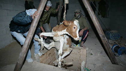 RAFAH, GAZA STRIP -- Palestinians lower a cow into a tunnel, smuggling supplies and animals between the Gaza Strip and Egypt as the Gaza crossings remain closed. Israel tightened the blockade in response to continued rocket fire over the weekend and a car bombing, Nov. 17, by Palestinian militants. Muslims are preparing for Eid al-Adha, purchasing cattle to be slaughtered in rememberance of Abraham's willingness to sacrifice his son who was spared by God, according to Old Testament texts.