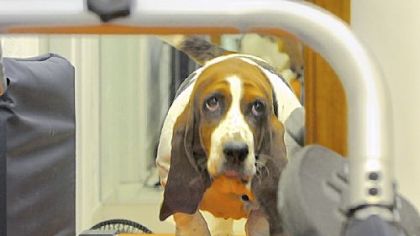 Six-year-old Clementine's weight -- 45 pounds -- has remained the same during two years of treadmill workouts.