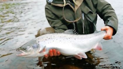 Heather Seitz with a nice king salmon on Russia''s Ponoi River.