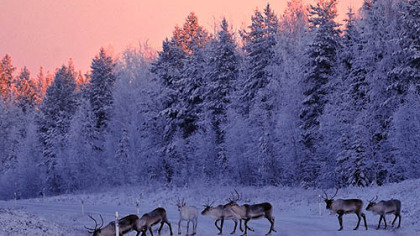 TORVINEN, Finland -- Reindeer roam early in the morning.
