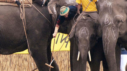 MEGHOULI, Nepal -- Elephant polo players from British Gurkhas and New York battle for the ball during the third day of the International Elephant Polo Tournament. "The social side is important, but on the pitch it's serious," Torquhil Campbell, the 13th Duke of Argyll, said as an elephant rushed past with a mallet-swinging hedge fund manager on its back.